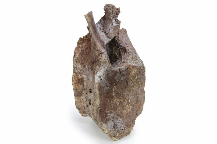 Hadrosaur (Edmontosaurus) Dorsal Vertebra - Wyoming #264964